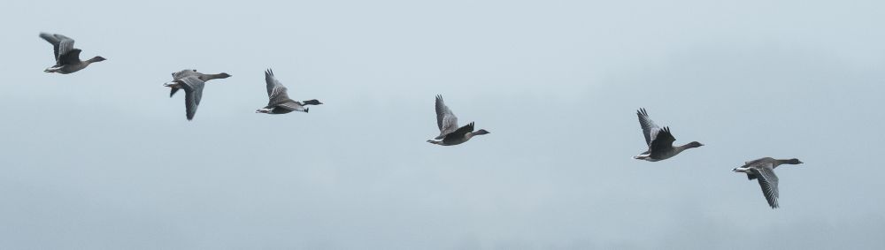 Bean Geese